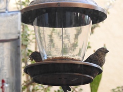 Haemorhous mexicanus