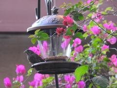 Haemorhous mexicanus