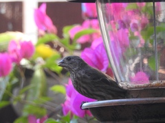 Haemorhous mexicanus