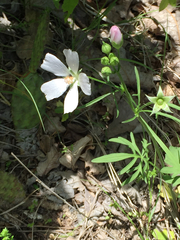 Callirhoe alcaeoides