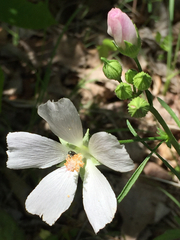 Callirhoe alcaeoides