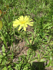 Pyrrhopappus pauciflorus