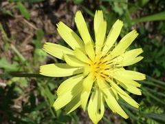 Pyrrhopappus pauciflorus