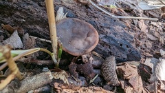 Neogyromitra japonica
