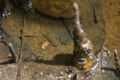 Stripeface Goby photo 4