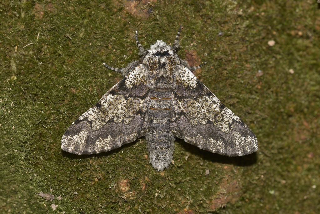 Biston robustum