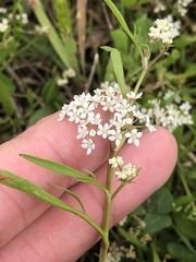 Limnosciadium pinnatum