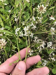 Limnosciadium pinnatum