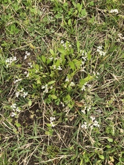 Limnosciadium pinnatum