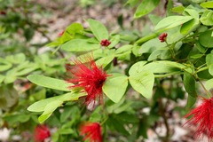 Calliandra tergemina emarginata