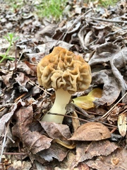 Morchellaceae