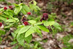 Calliandra tergemina emarginata
