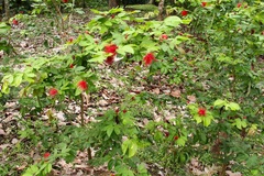 Calliandra tergemina emarginata