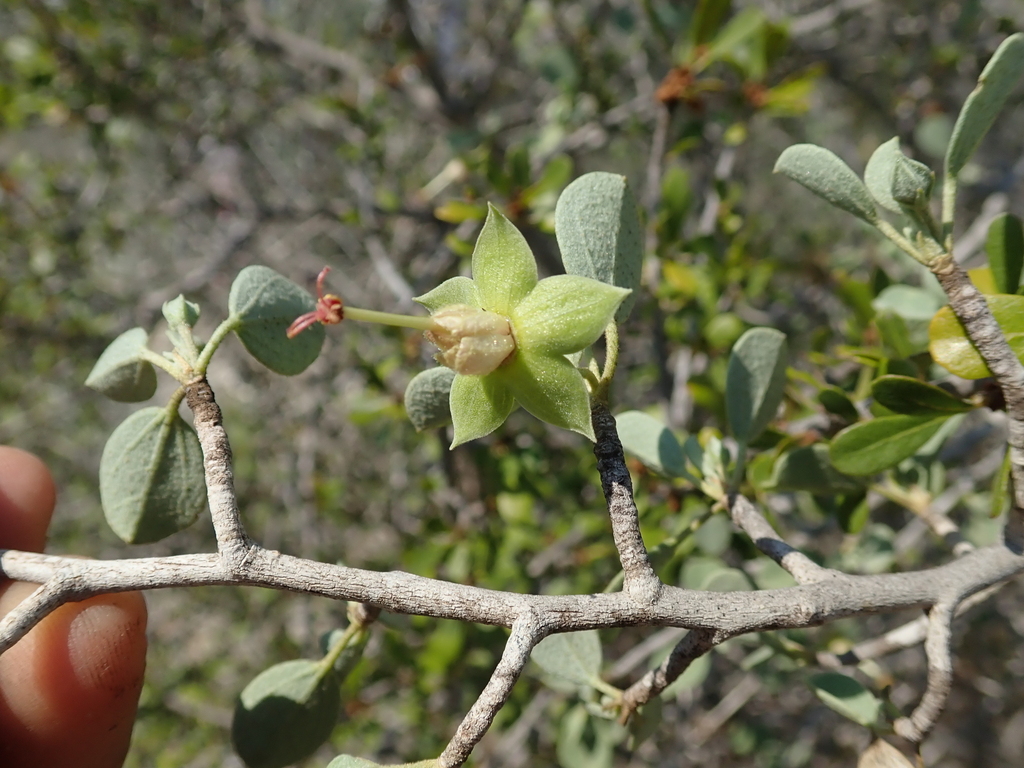 Humbertiella quararibeoides