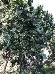 Arctostaphylos regismontana