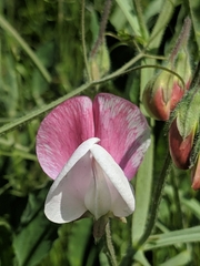 Lathyrus odoratus