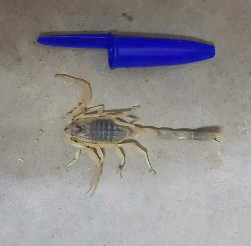 Deathstalker