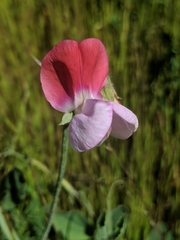 Lathyrus odoratus