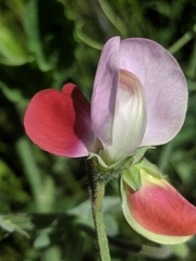 Lathyrus odoratus
