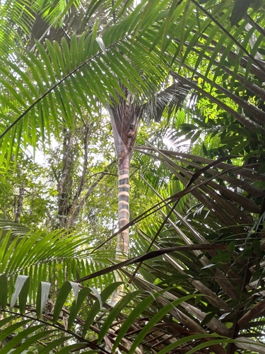 Foto de Patauá