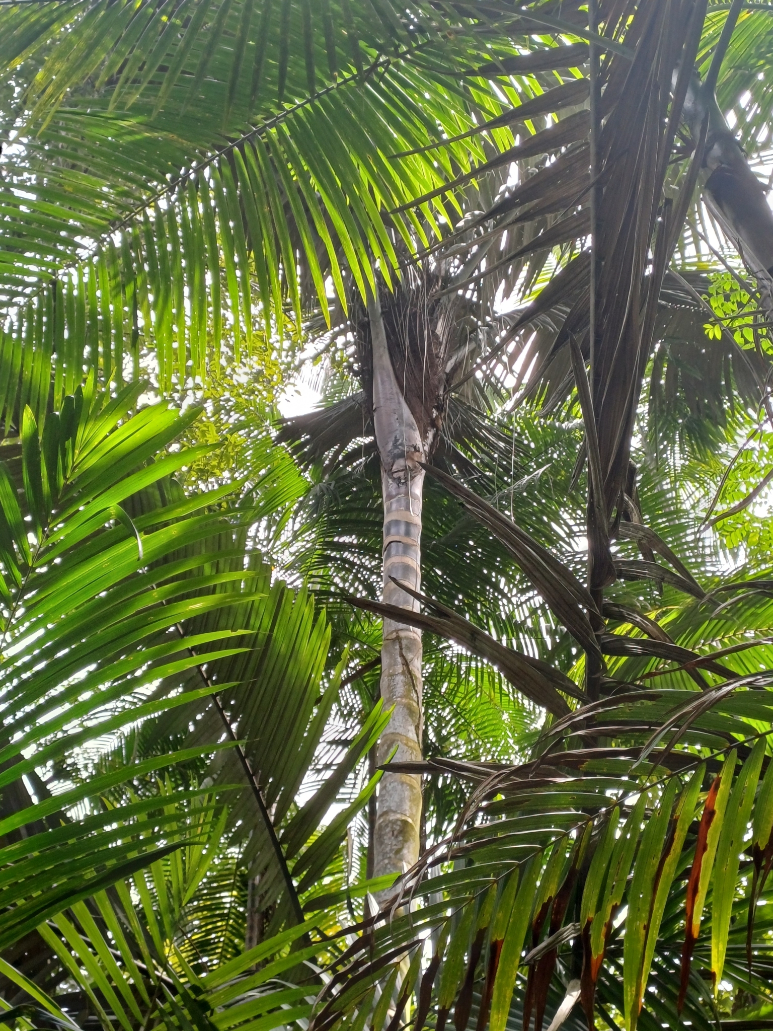 Imagem de Patauá