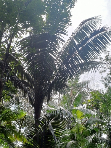 Foto de Patauá