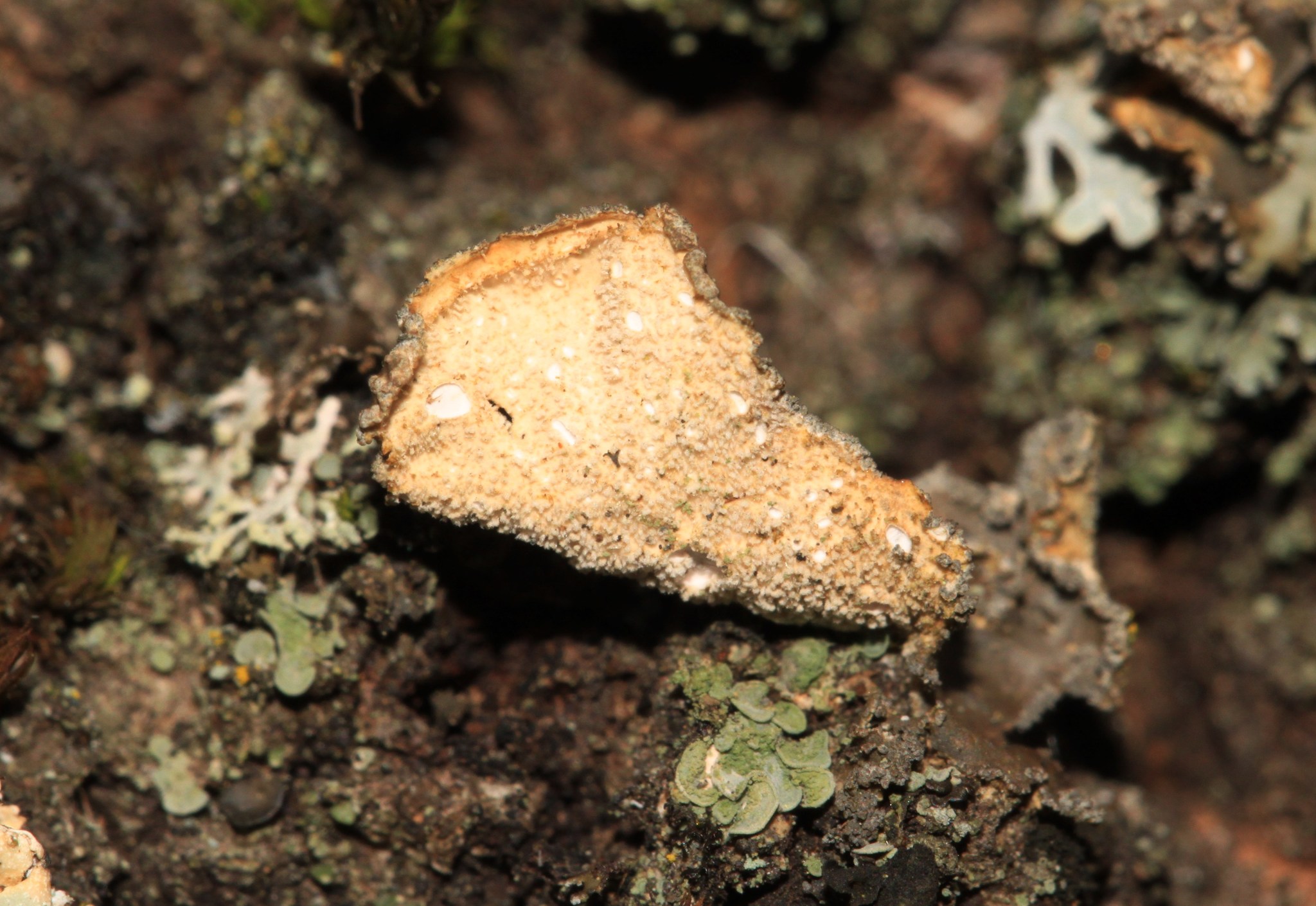 Sticta image