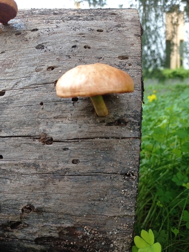 Gymnopilus suberis — (c) Paulo Galvão, some rights reserved (CC BY)