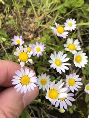 Astranthium ciliatum