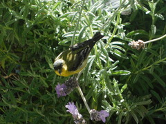 Spinus psaltria