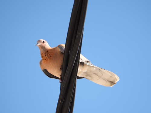 Tórtola senegalesa (Spilopelia senegalensis)
