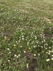 Astranthium ciliatum