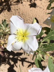 Oenothera deltoides