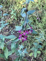 Clarkia unguiculata
