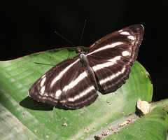 Neptis nashona