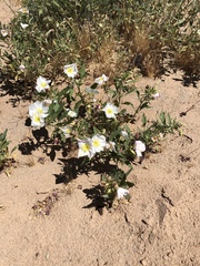 Oenothera deltoides