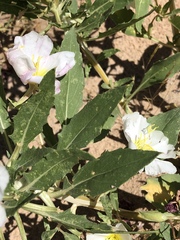 Oenothera deltoides
