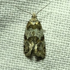 Aethes argentilimitana