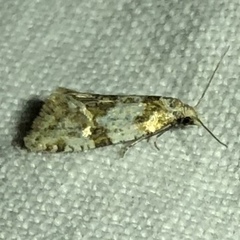 Aethes argentilimitana