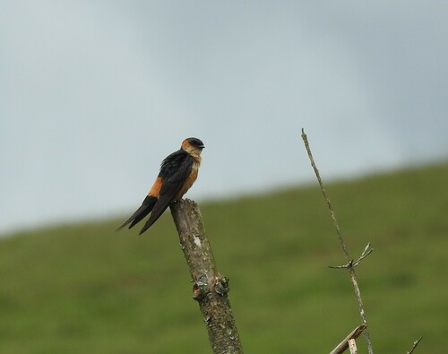 African Red-rumped Swallow (Cecropis melanocrissus), photo 4