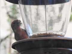 Haemorhous mexicanus