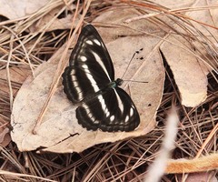 Neptis nashona