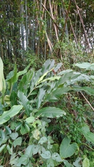 Alpinia uraiensis