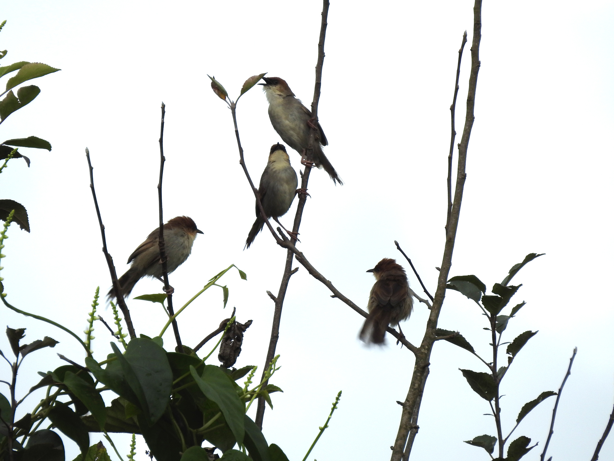Singing Cisticola (Cisticola cantans), photo 5