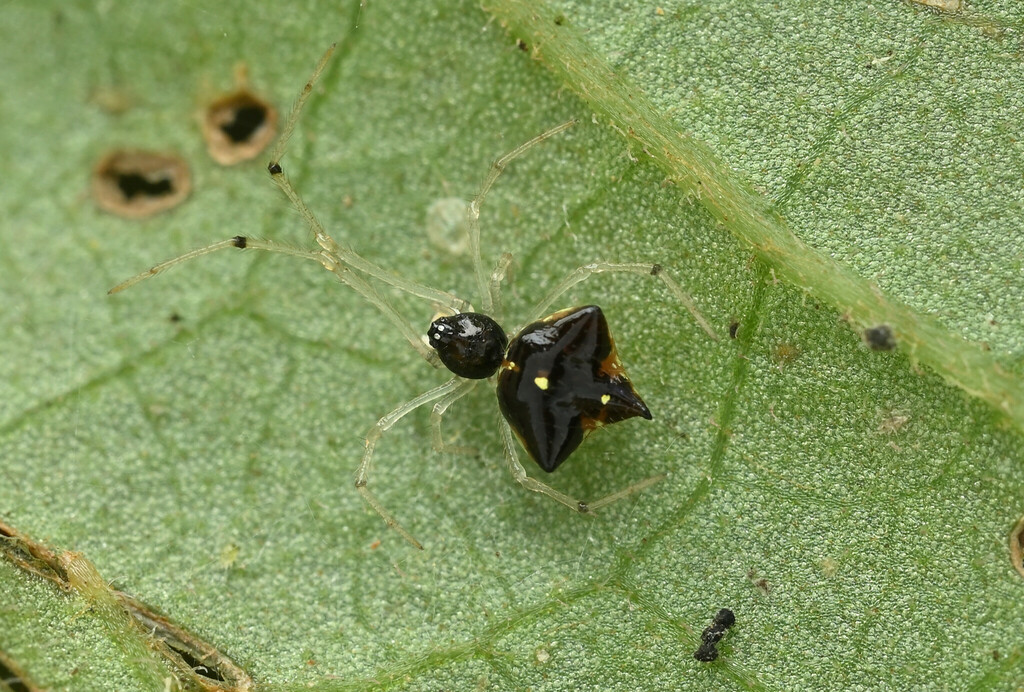 Chrysso lativentris