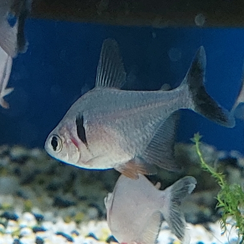 Black phantom tetra (Hyphessobrycon megalopterus) — Characidae — 5