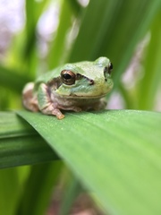 Hyla japonica