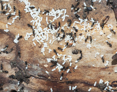 Technomyrmex jocosus