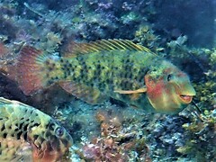 Marbled Parrotfish photo 2
