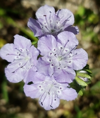 Phacelia hirsuta